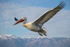Dalmatian Pelican