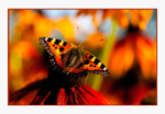 Aglais urticae