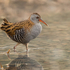 Water Rail