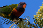 Lorikeet with nectar 2