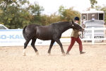 SBM_16296