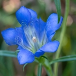 Marsh gentian (Gentiana pneumonanthe