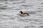 Long-tailed Duck