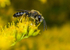 Halictus rubicundus (m)