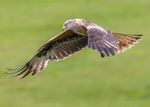Red Kite portfolio