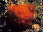 Cellepora pumicosa