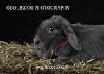equiscot2025