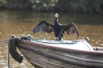Cormorant 10