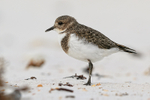 Two-banded Plover (juvenile) close side view, Volunteer Point