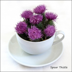 Wild flowers in an cup and saucer portfolio