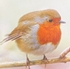 Winter Robin