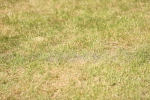 SBM_15017