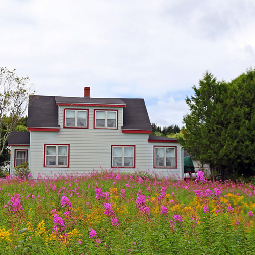 A field in front of a rural country home becomes enlightened with Goldenrod & Purple Loosestrife flowers.