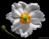 Japanese Anemone