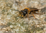 Andrena bucephala (m)