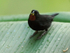 Lesser Antillean Bullfinch (male), Fond Doux Plantation, St Lucia