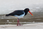 Pied Oyster Catcher 1