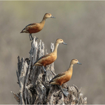 1st Print Trio Of Whistling Teal Royston Packer