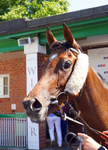 240726-Race 3-Lady Dublin-01295