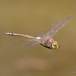 Vagrant Emperor (Hemianax ephippiger) M