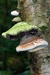 Birch Polypore