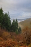 Ten Acre Woods No 4