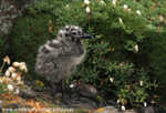 SBG009: Herring Gull Hatchling