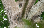 Young mandrill