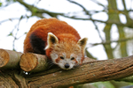 Red Panda, Cotswold Wildlife Park, Burford