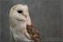 Barn Owl 2