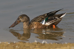 Shoveler
