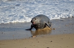 Atlantic Grey Seal