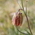 Mountain fritillary (Fritillaria montana ) 