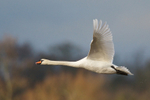 Mute Swan in flight
