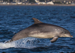 CHANORY DOLPHIN 2026 34