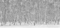 Birch Woodland