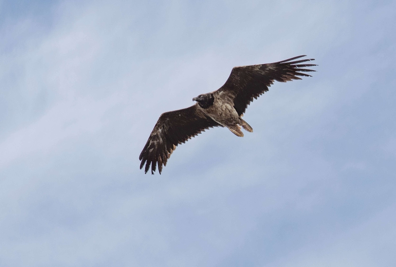 Bearded Vulture - Derwent Reservoir - Peak District  - 20th July 2020