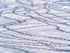 GOOSE TRACKS IN SNOW - BIG CREEK
