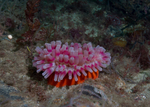 Urticina eques