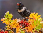 Ring Ouzel