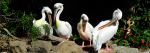 Pelicans