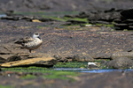 Crested Duck standing on rocky shoreline, Carcass Island, Falklands