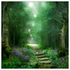 AS003 Spirit of the Woods