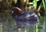 Little Grebe