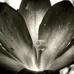 Crocus