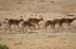 Mouflon