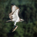 1st print Neil Thomas - Osprey 