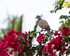 20150611-8E0A9367