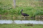 Glossy Ibis