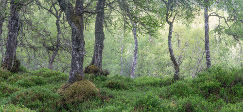Into the woods